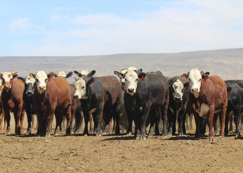 Senators Revise Cattle Price Discovery and Transparency Act Ag